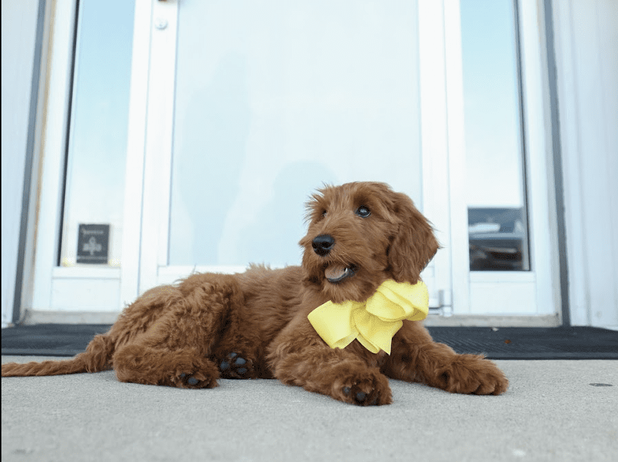 When to Stop Crate Training